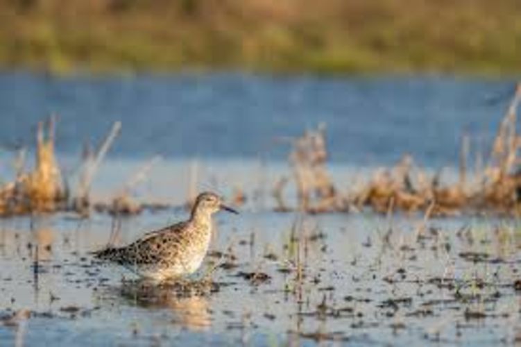 24 uur vogels spotten in het Schulensbroek (34e editie)