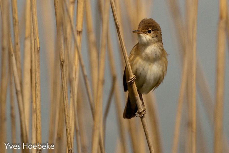 24 uur vogels spotten in het Schulensbroek (34e editie)