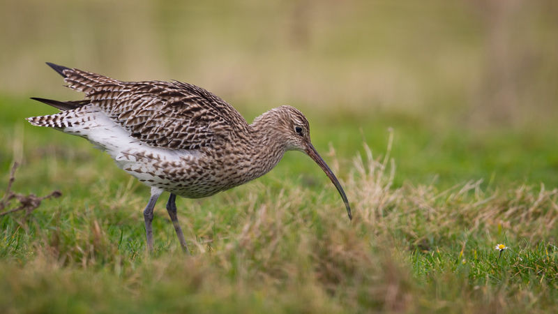 24 uur vogels spotten in het Schulensbroek (34e editie)