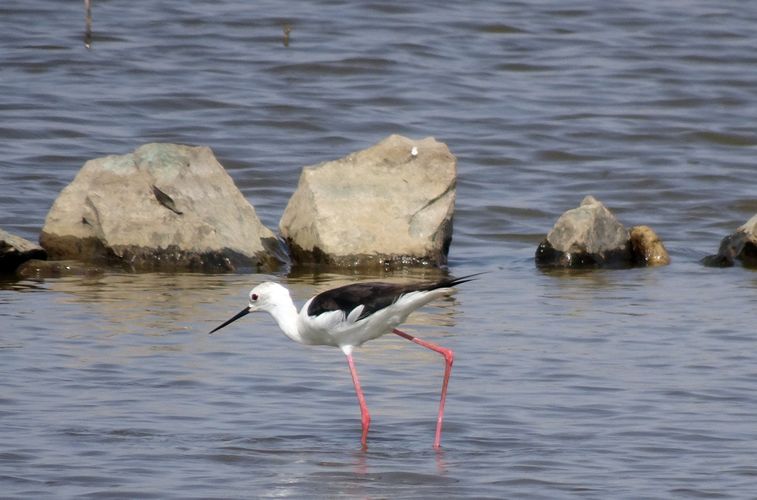 102 vogelsoorten geteld tijdens 24-uur van Schulensbroek