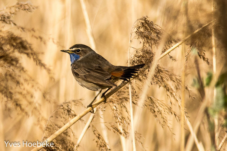 86 vogelsoorten gespot op 1 mei 2020