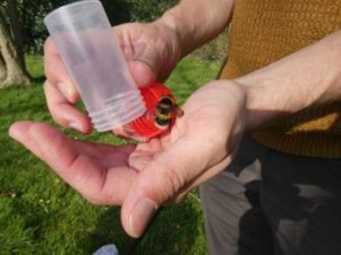 Bijen dichtbij - wandeling met gids op zondag 22 mei