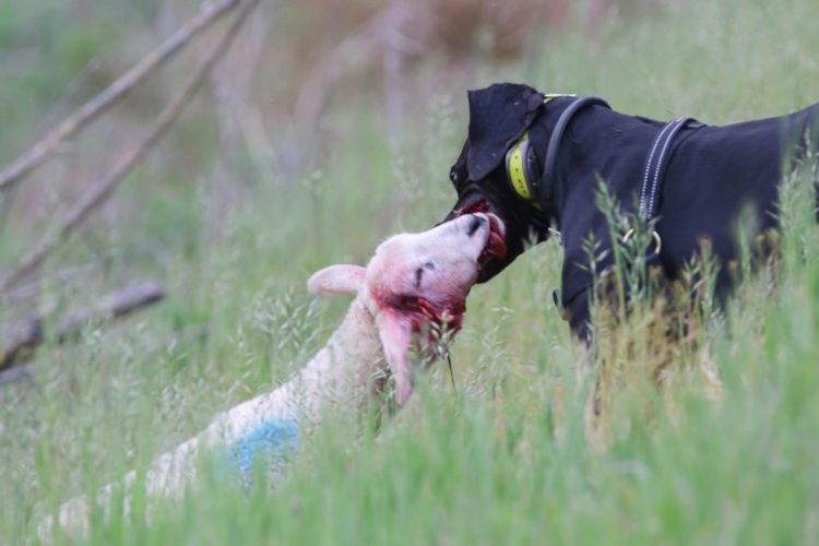 Honden aan de leiband