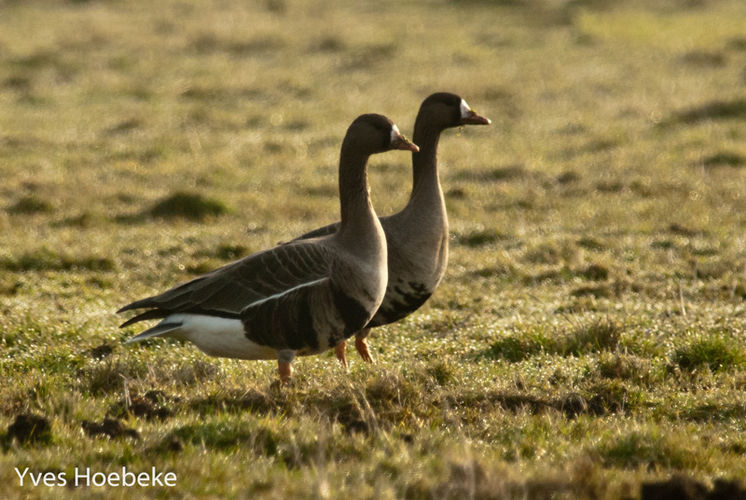 24 uur vogels spotten in het Schulensbroek (34e editie)