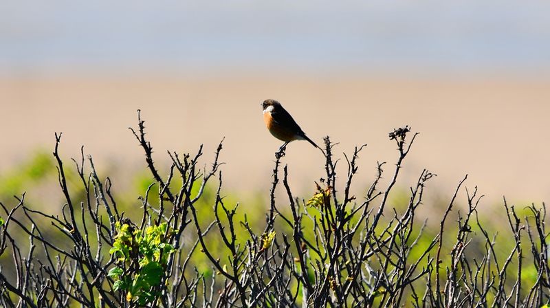 24 uur vogels spotten in het Schulensbroek (34e editie)