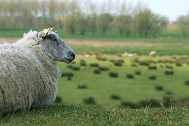 Honden aan de leiband