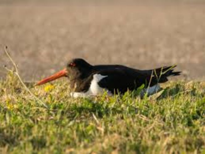 24 uur vogels spotten in het Schulensbroek (34e editie)