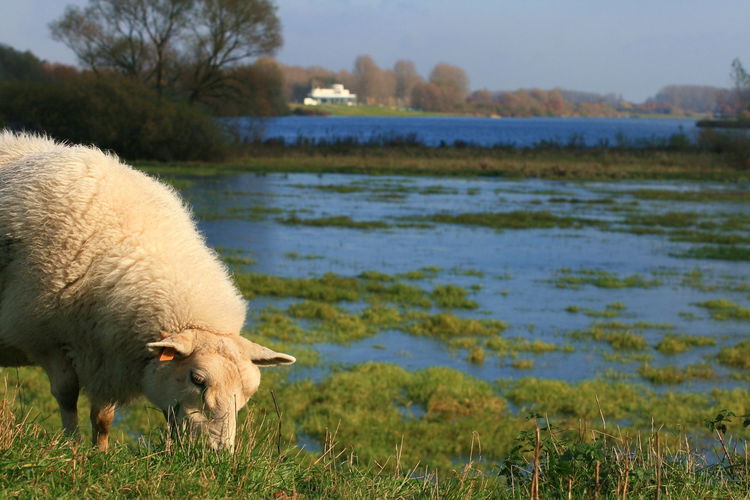 Honden aan de leiband