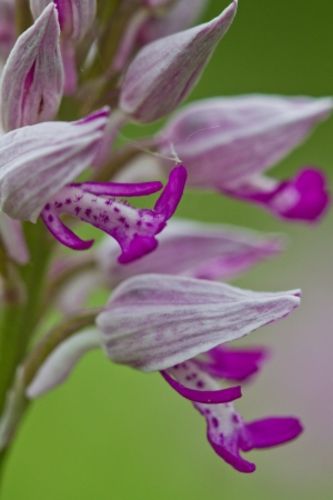 Cursus natuurfotografie voor groentjes