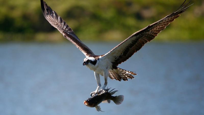 Cursus: watervogels in de winter