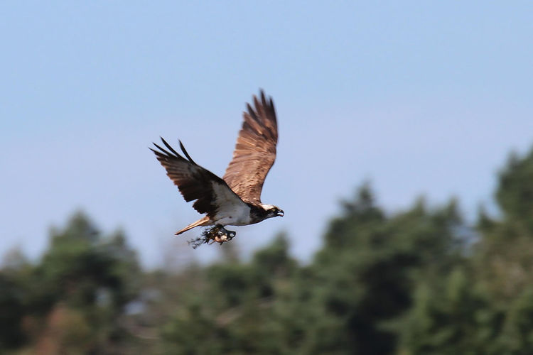 24 uur vogels spotten in het Schulensbroek (34e editie)