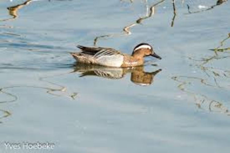 86 vogelsoorten gespot op 1 mei 2020