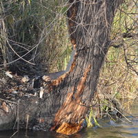 Op zoek naar de bever