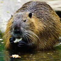 Op zoek naar de bever