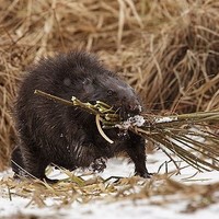 Op zoek naar de bever