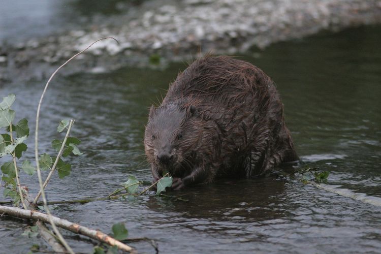 Op zoek naar de bever