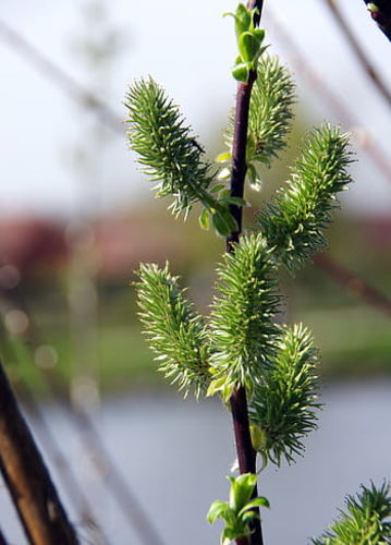 Schulensbroek