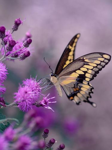Cursus INSECTEN (april 2023)