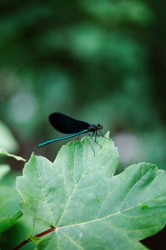Cursus INSECTEN (april 2023)