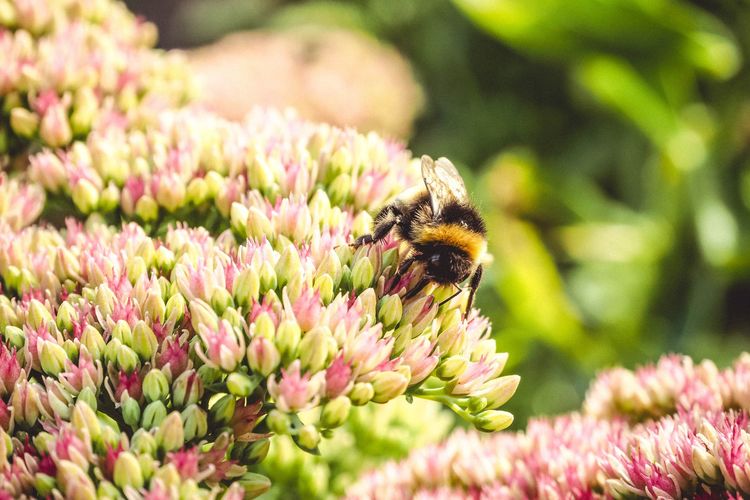 Cursus INSECTEN (april 2023)