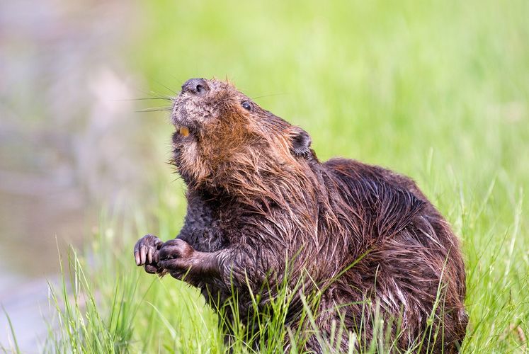 Op zoek naar de bever