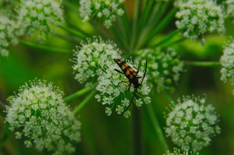 Cursus INSECTEN (april 2023)