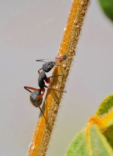 Cursus INSECTEN (april 2023)