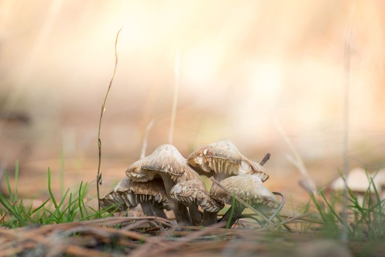 Cursus: Weetjes en verhalen over paddenstoelen (oktober 2023)