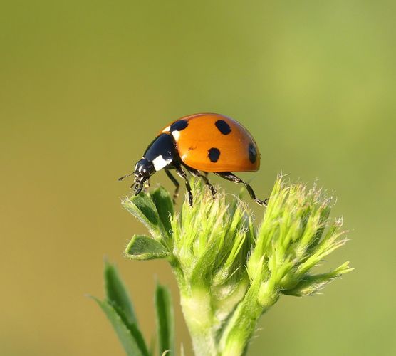 Cursus INSECTEN (april 2023)