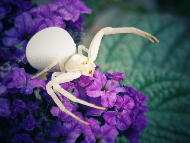 Cursus INSECTEN (april 2023)