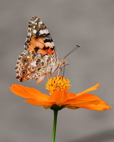 Cursus INSECTEN (april 2023)